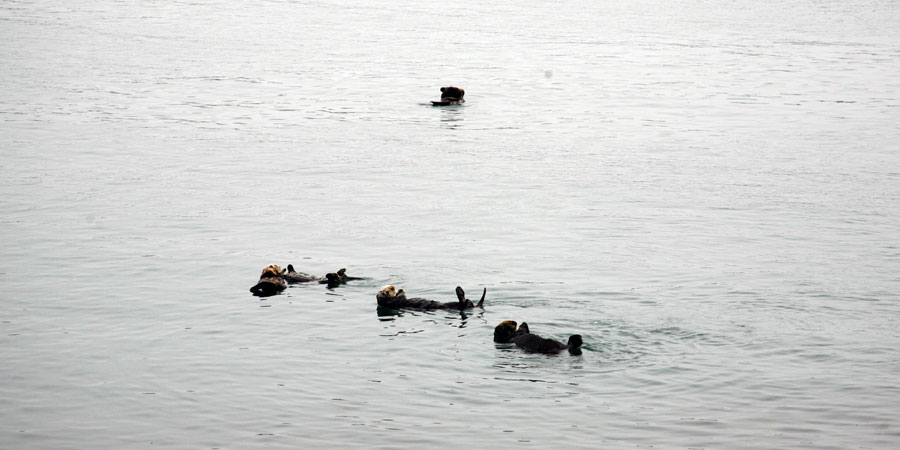 Sea Otter Raft