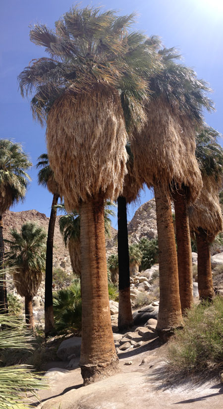 Fortynine Palms Oasis