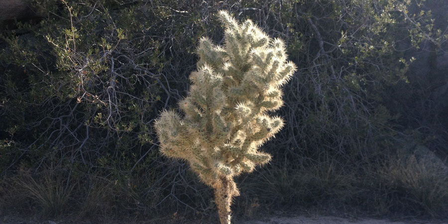 Silver Cholla