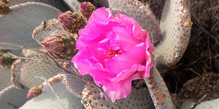 Beavertail Cactus Blooms