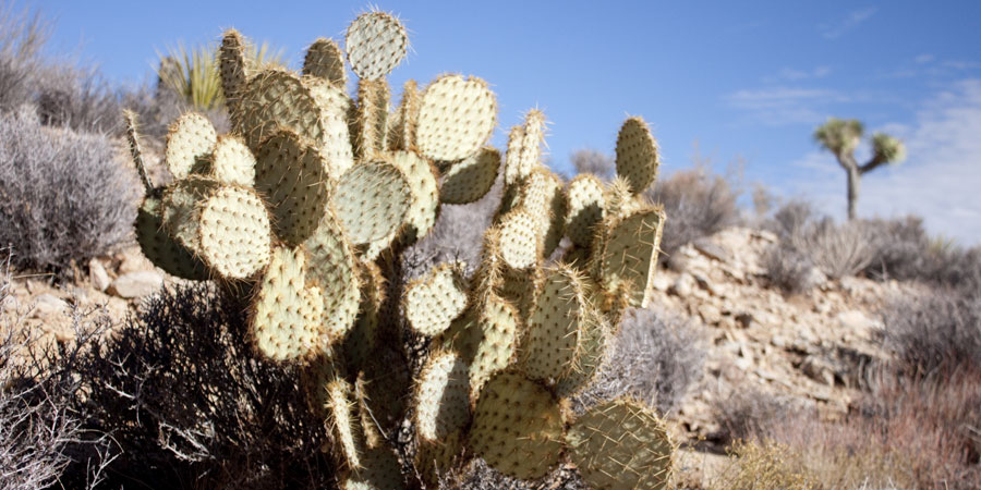 Prickly Peak Cactus