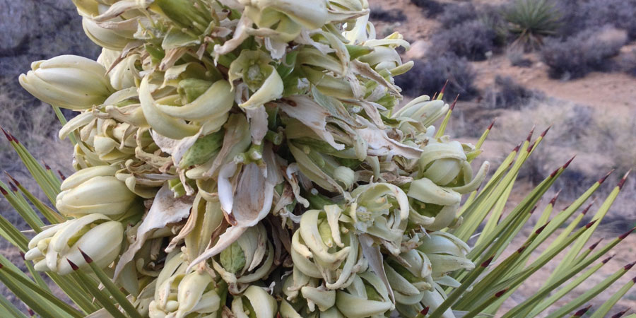 Blooms of the Joshua Tree